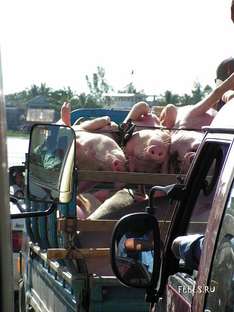 Obrázek jak vozit prasata