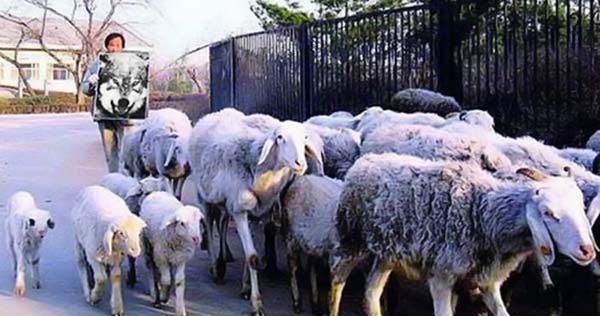 Obrázek jak zahnat ovce domu