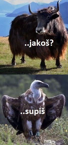 Obrázek jakos supis