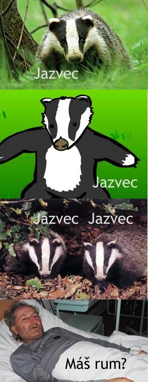 Obrázek jazvec