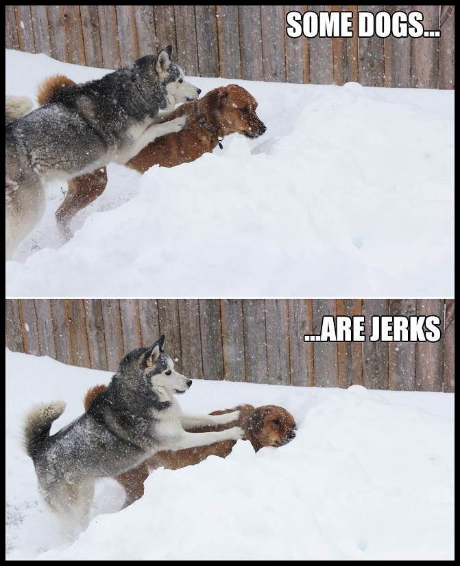 Obrázek jerk-dogs