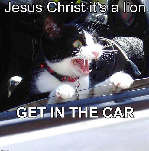 Obrázek jesus-christ-its-a-lion-get-in-the-car