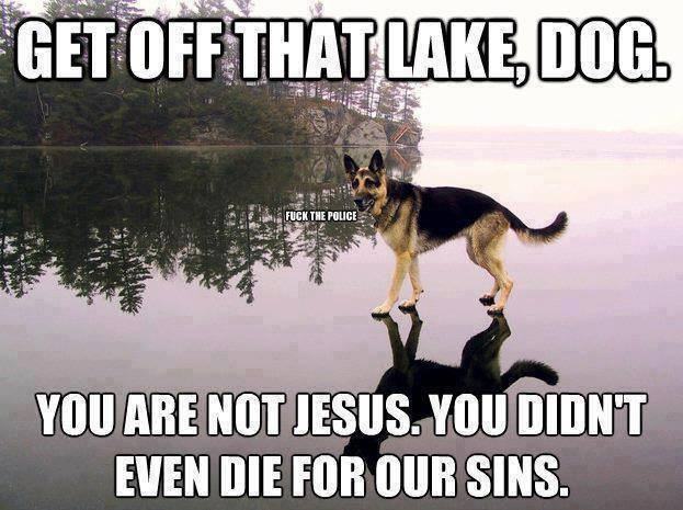 Obrázek jesus dog