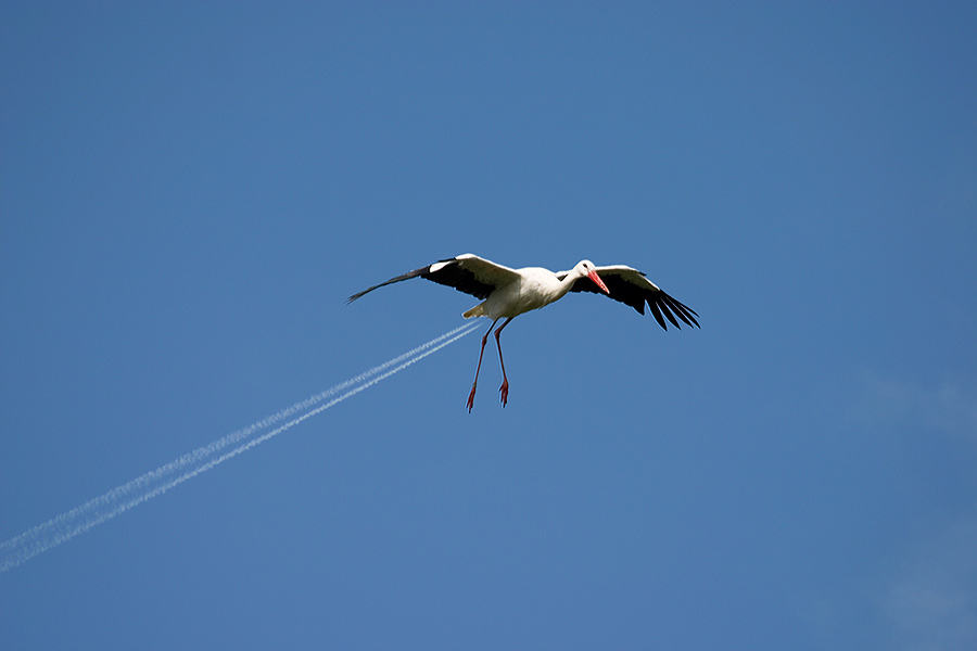 Obrázek jetbird