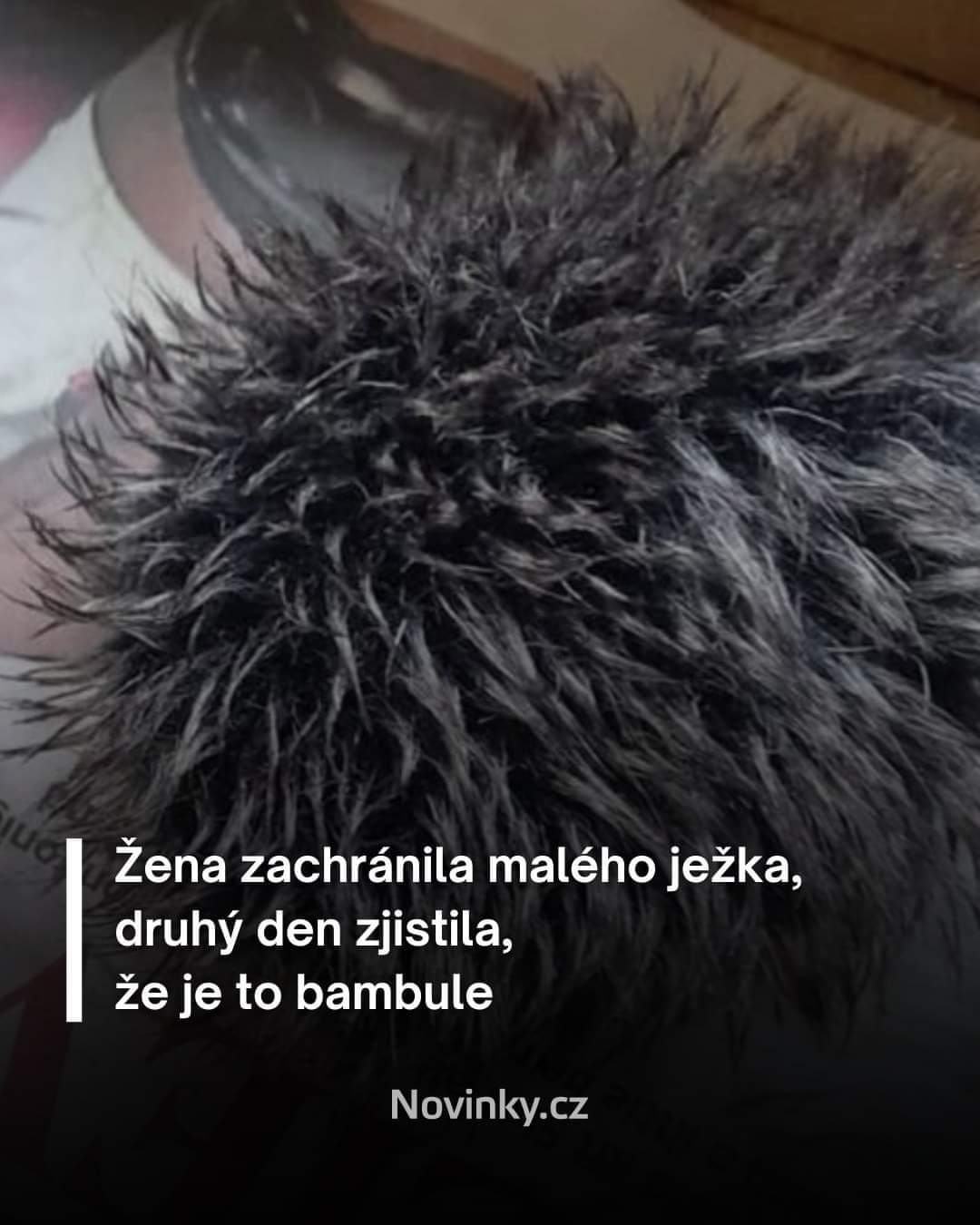 Obrázek jezku zijes
