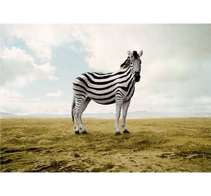 Obrázek jina zebra