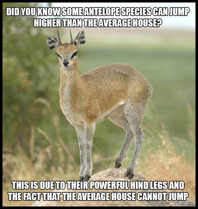 Obrázek jumping-high