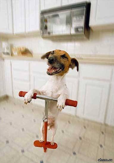 Obrázek jumping dog