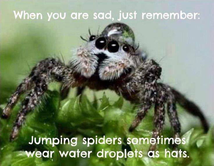 Obrázek jumping spiders