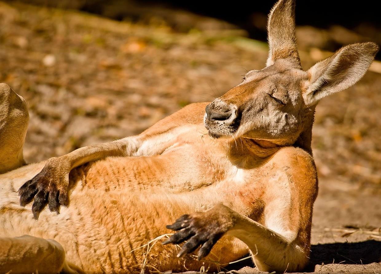 Obrázek just chillin dude