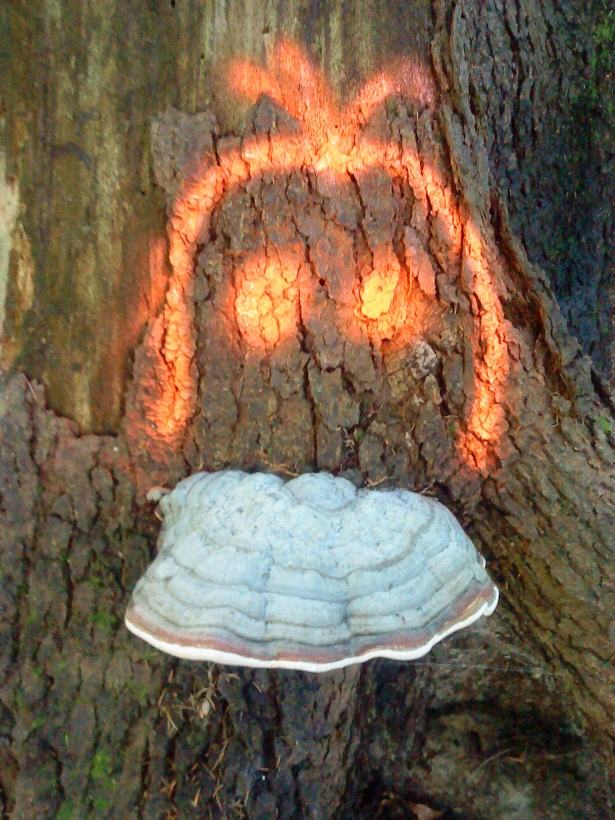 Obrázek kacer houba