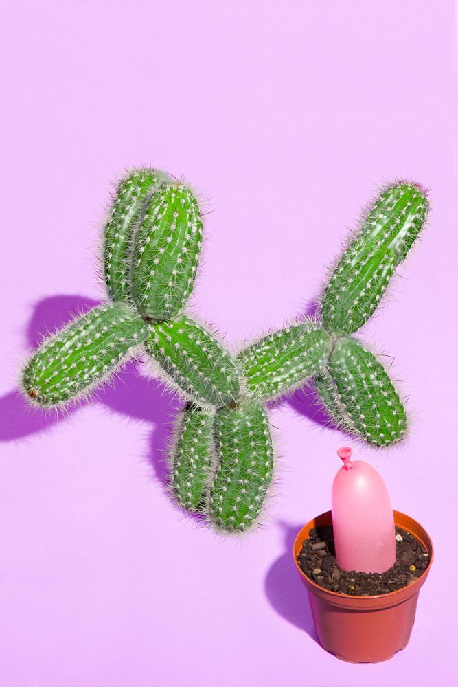 Obrázek kaktupesik