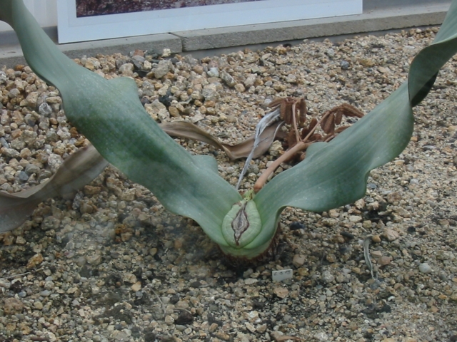 Obrázek kaktus