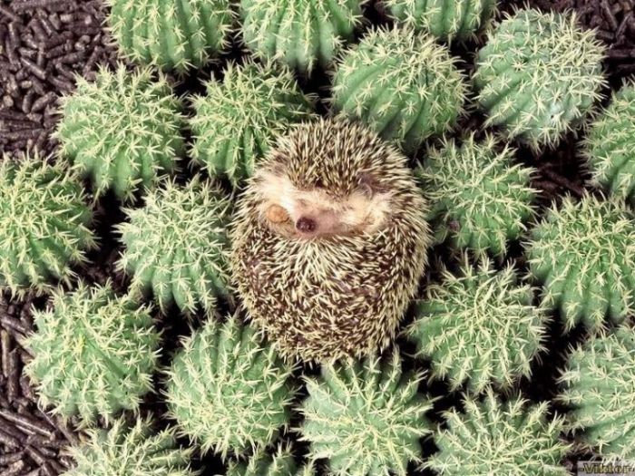 Obrázek kaktusy