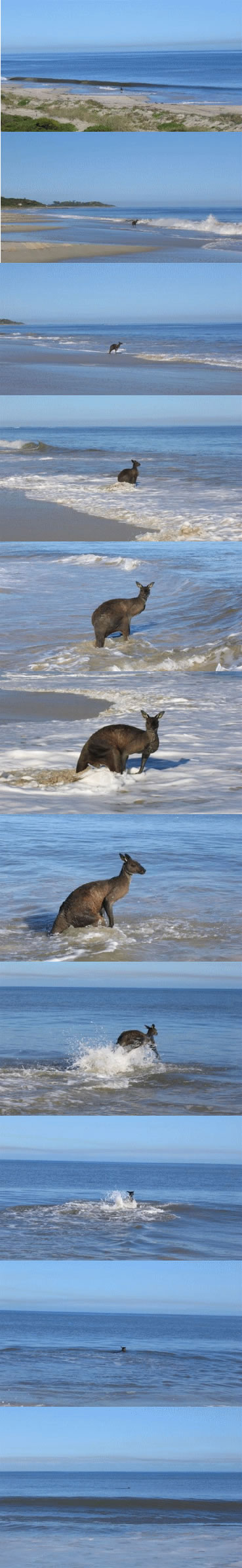 Obrázek kangaroo suicide
