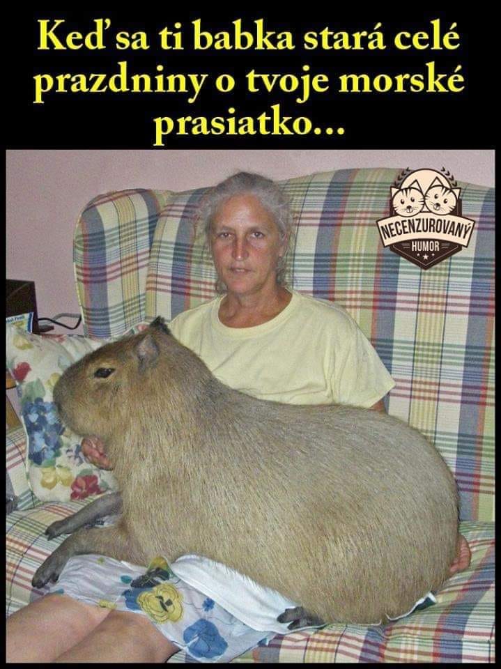 Obrázek kapybara