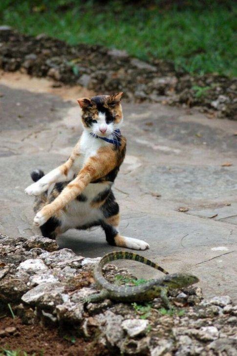 Obrázek karate cat