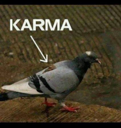 Obrázek karma      pidgeon