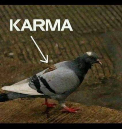 Obrázek karma      pidgeon