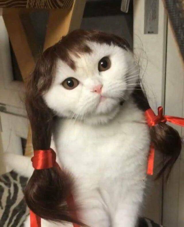 Obrázek kawaii kitty