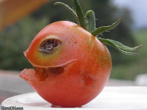 Obrázek killer tomatoe