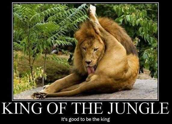 Obrázek king of the jungle