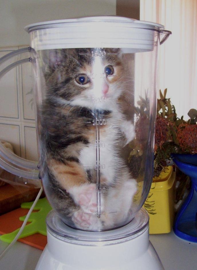 Obrázek kitten in blender