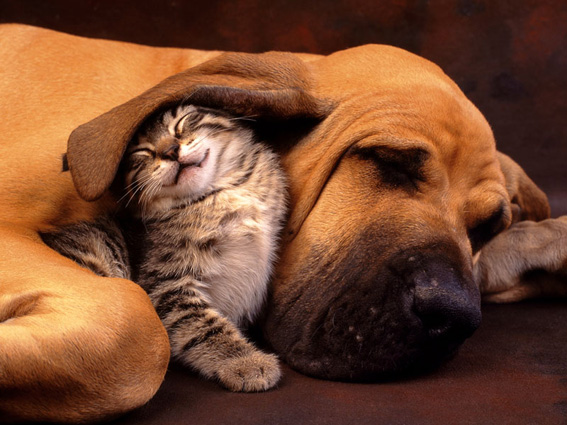 Obrázek kitty and doggy
