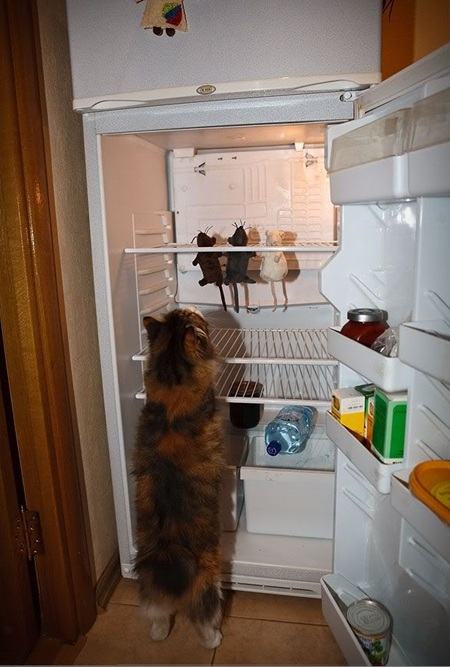 Obrázek kitty in fridge