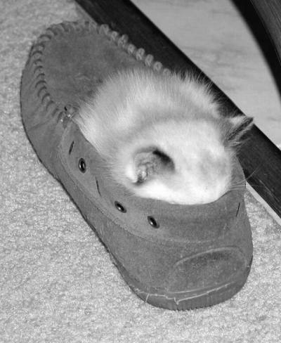 Obrázek kitty shoe