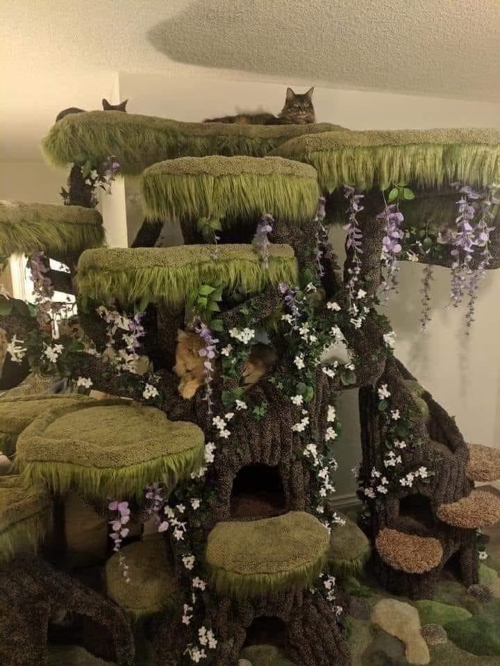 Obrázek kitty the king