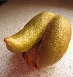 Obrázek kiwi-mutant