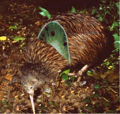 Obrázek kiwi-slice