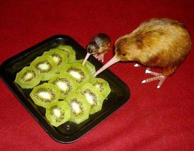 Obrázek kiwi kanibalismus