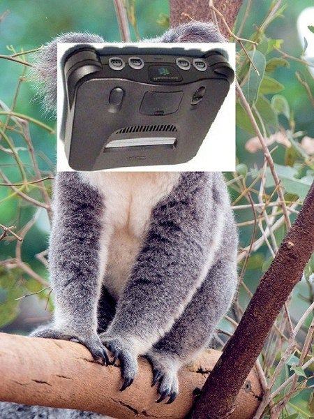 Obrázek koala