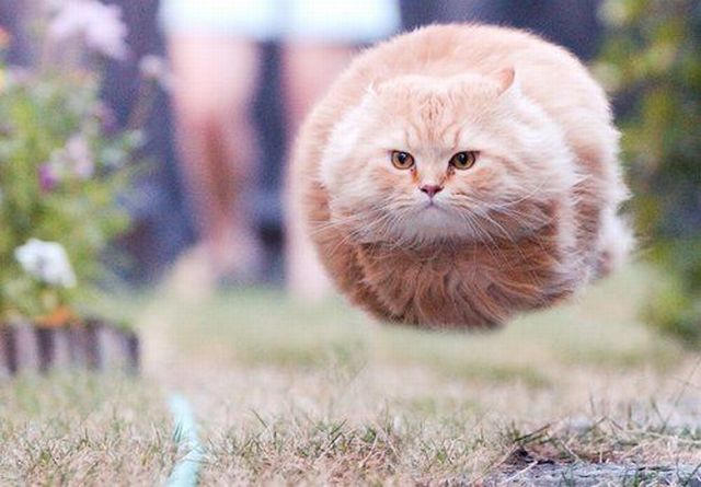 Obrázek kocici levitace