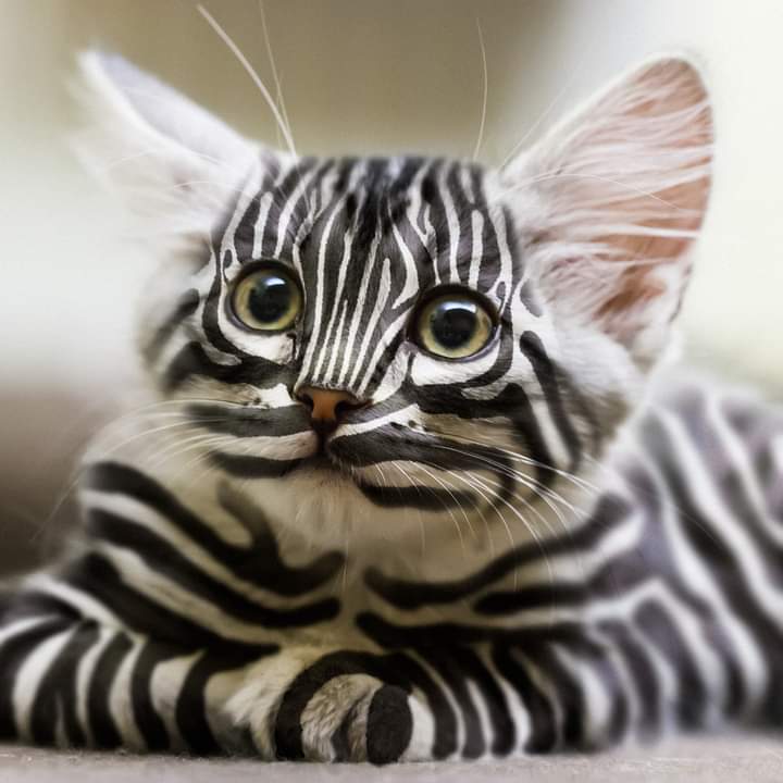 Obrázek kocicka-zebri