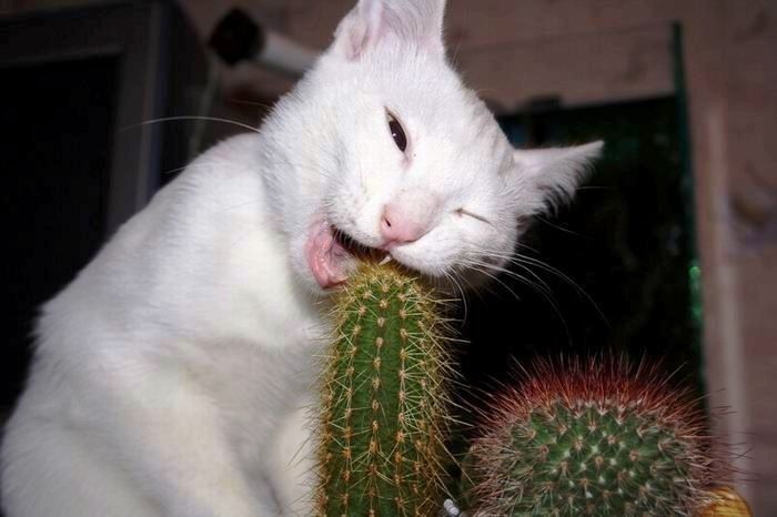 Obrázek kocicka a kaktus pro awena