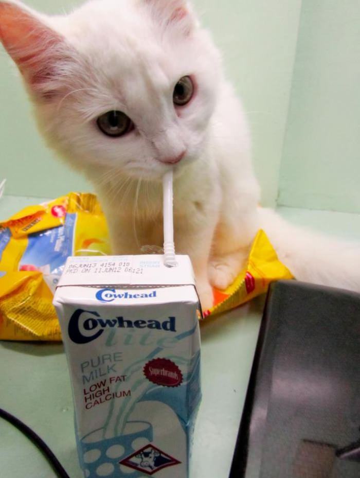 Obrázek kocicka pije mlicko