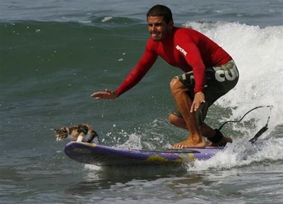 Obrázek kocka taky rada surf