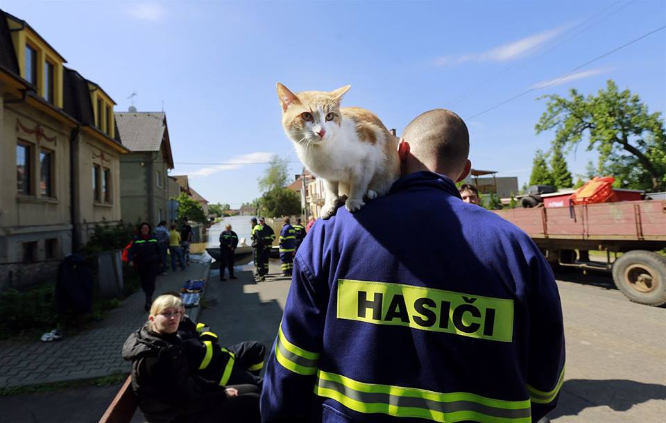 Obrázek kocka zachranila hasice