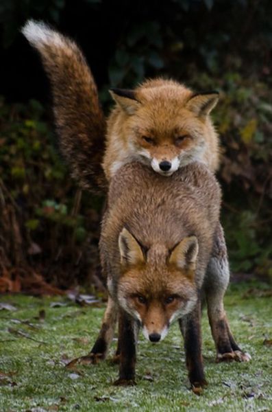 Obrázek kopirovani firefoxu