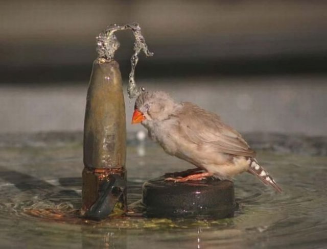 Obrázek koupel ptaka
