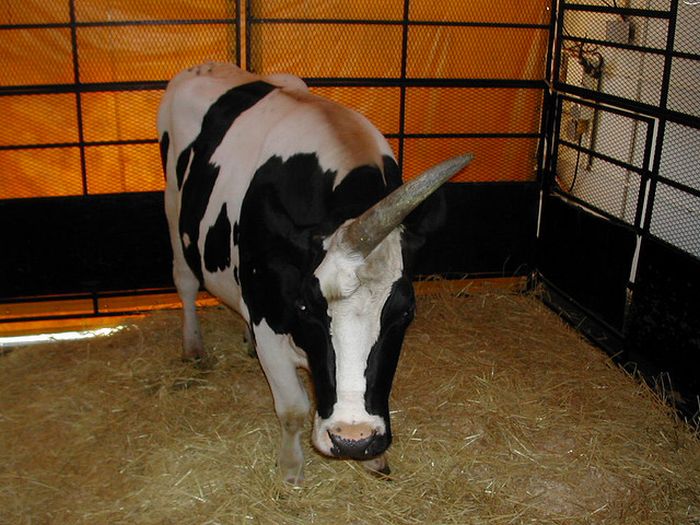 Obrázek krava jednorozec