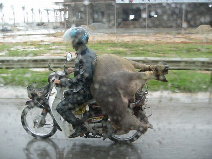 Obrázek krava na motocyklu