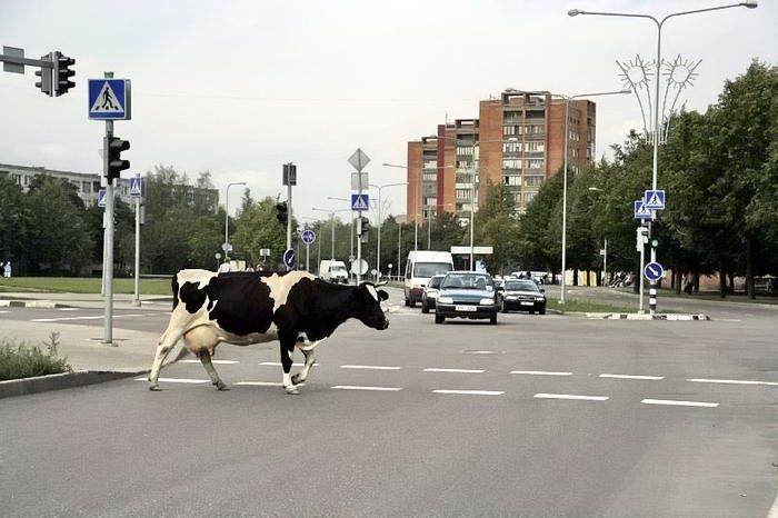 Obrázek krava na prechode