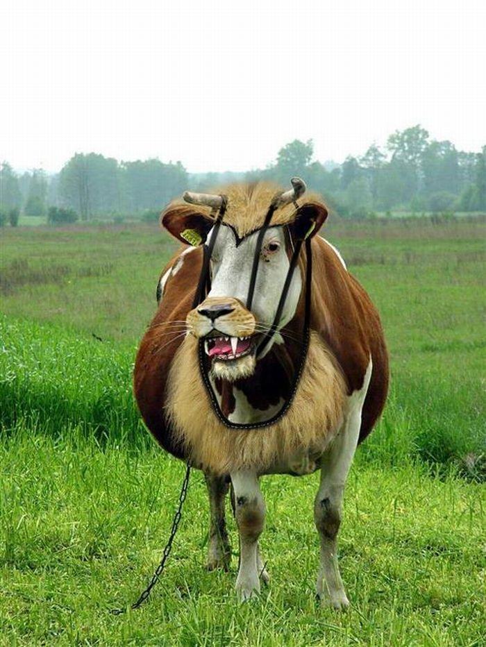 Obrázek krava v masce