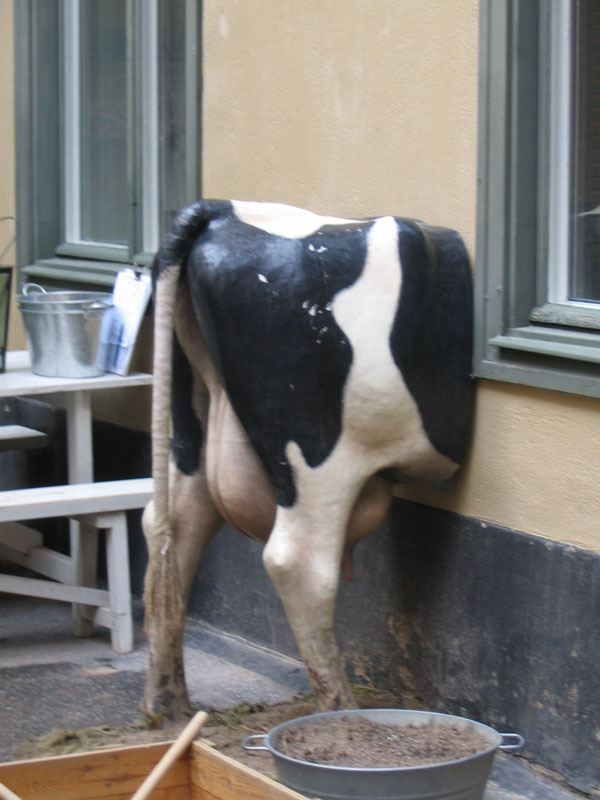 Obrázek krava ve zdi