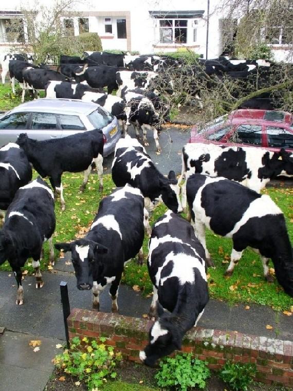 Obrázek kravy v meste