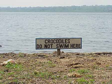 Obrázek krokodil